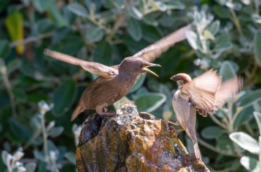 Starling, nature, sparrow — A Deep Dive into the Features of the Kaleidescape Movie Server