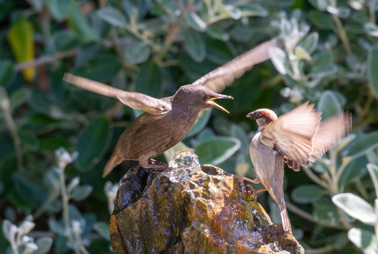 Starling, nature, sparrow — A Deep Dive into the Features of the Kaleidescape Movie Server